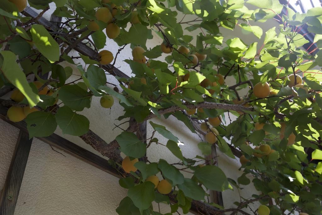 Gaestehaeuser Anni Ehrndorfer Ried im Innkreis Bagian luar foto